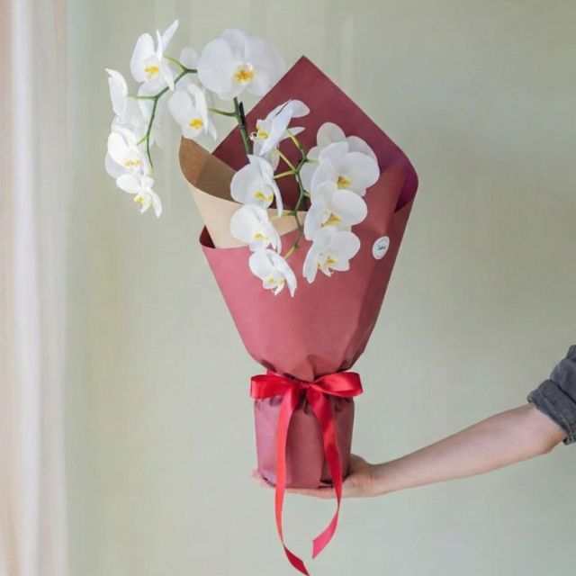 Kraft Rojo y Lazo Rojo - Plantas