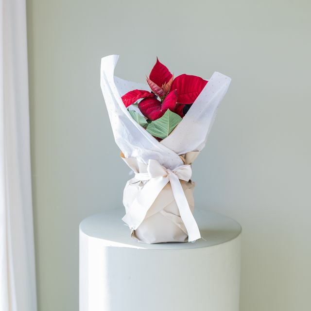 Kraft Creme, Seda Branca e Laço Creme - Plantas