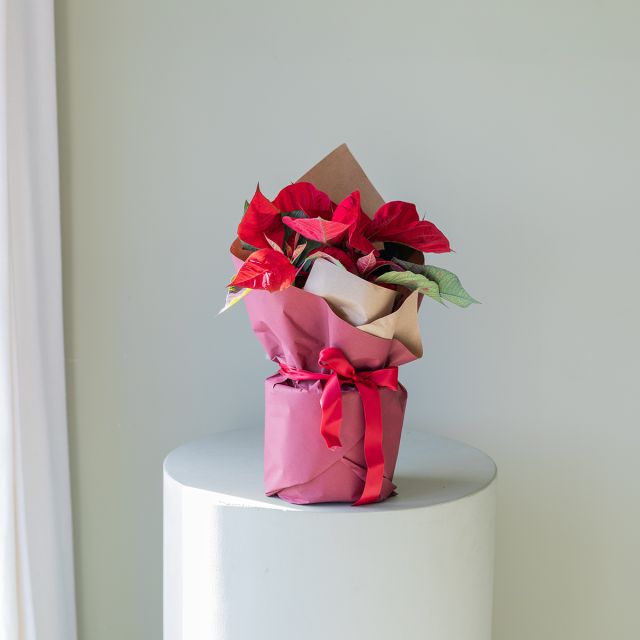 Kraft Vermelho e Laço Vermelho - Plantas