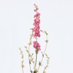 Delphinium dried