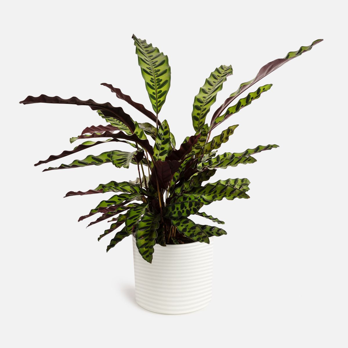 Amelie - Calathea Insignis Grande - Piante a domicilio - Colvin