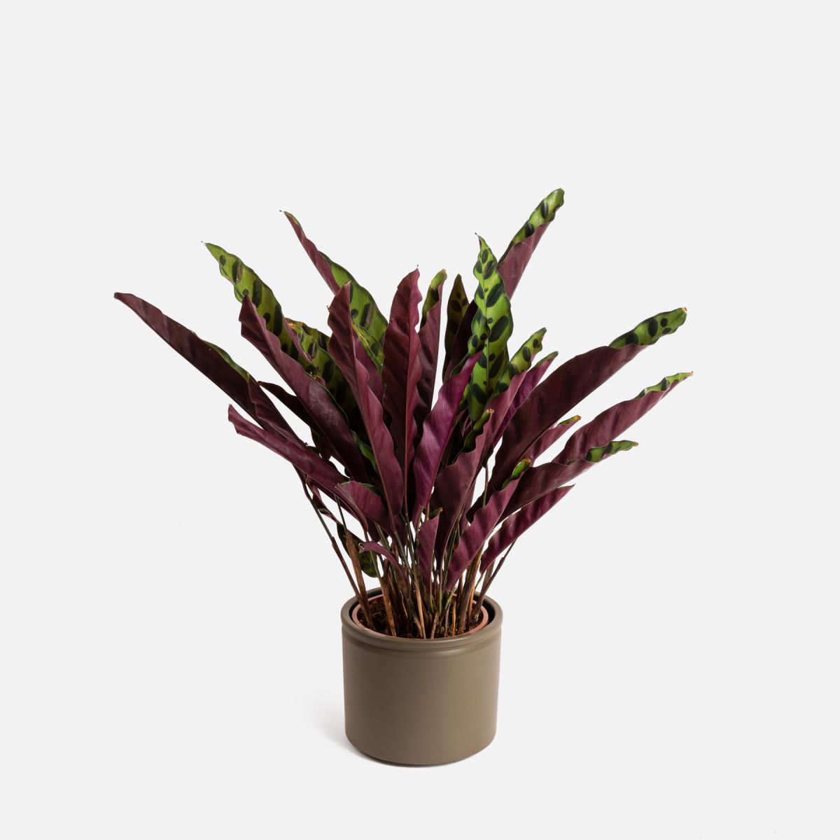 Amelie - Calathea Insignis Media - Piante a domicilio - Colvin