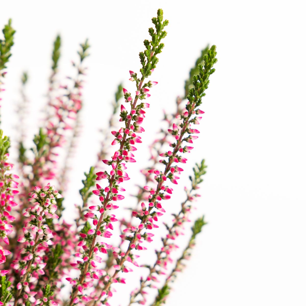 Comprare online la pianta calluna vulgaris