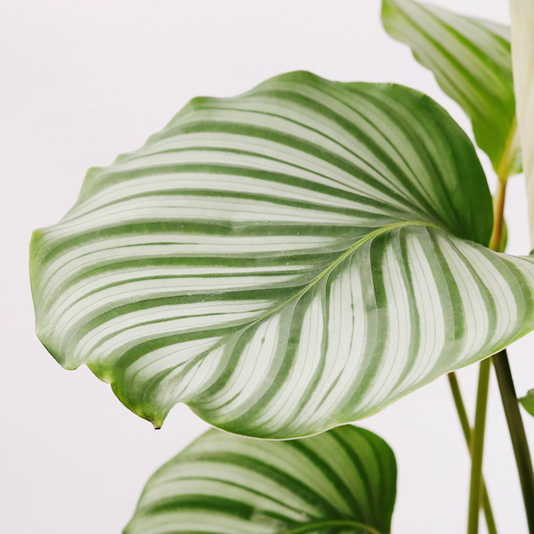 Calathea Orbifolia 