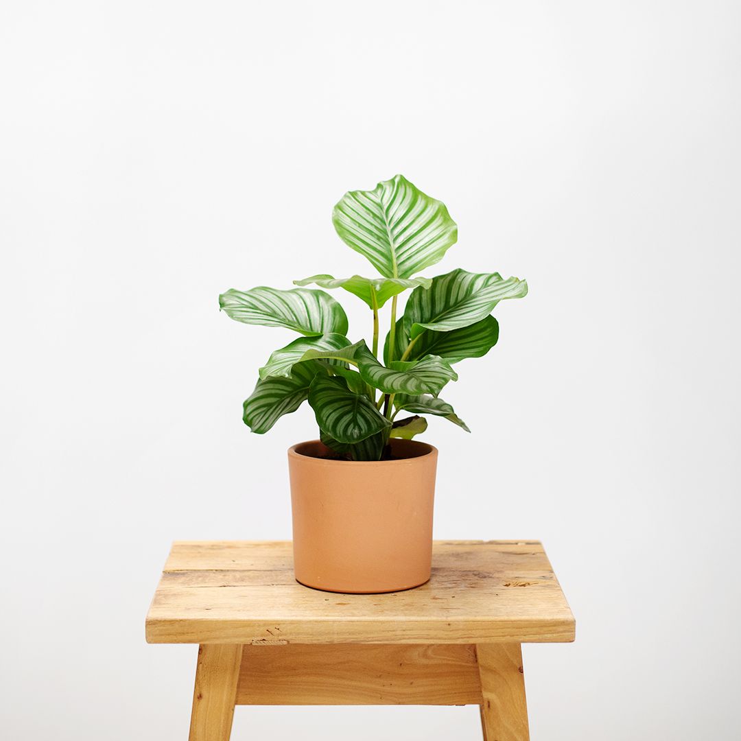 Calathea Orbifolia 