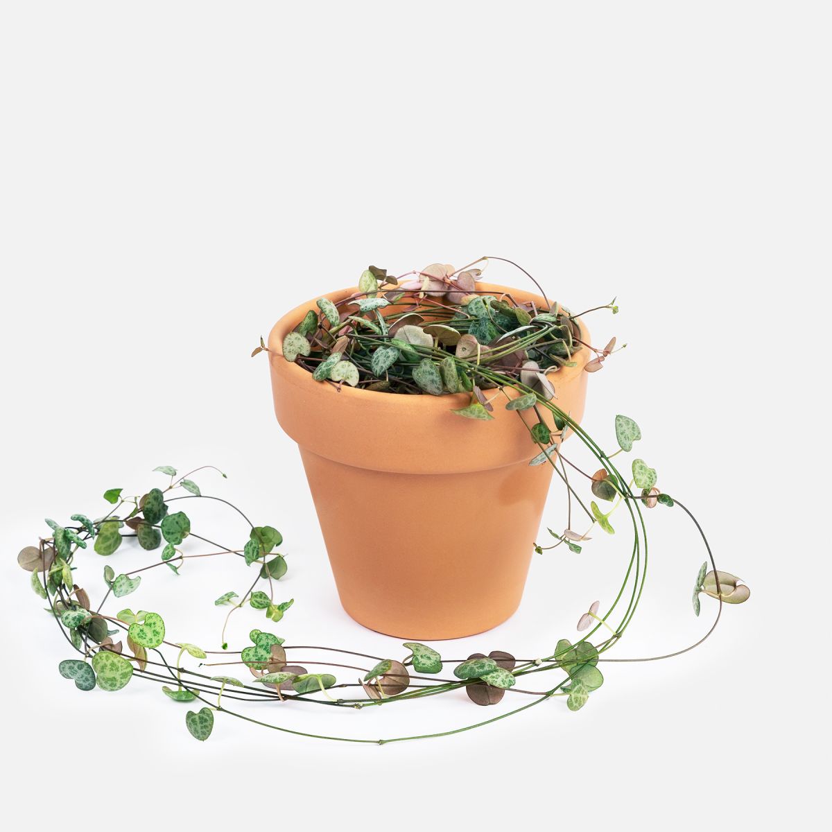 Cathia - Vite del Rosario - Piante a domicilio - Colvin