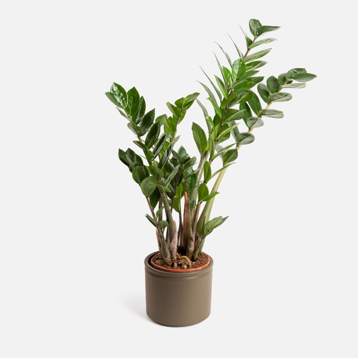 Fiona - Zamioculca ZZ Media - Piante a domicilio - Colvin