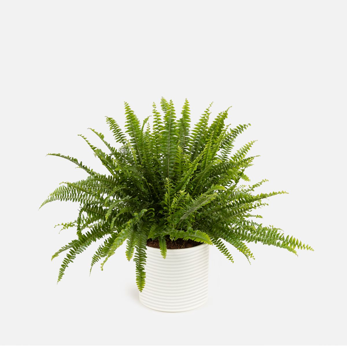 Frankie - Helecho Macho Grande - Piante a domicilio - Colvin