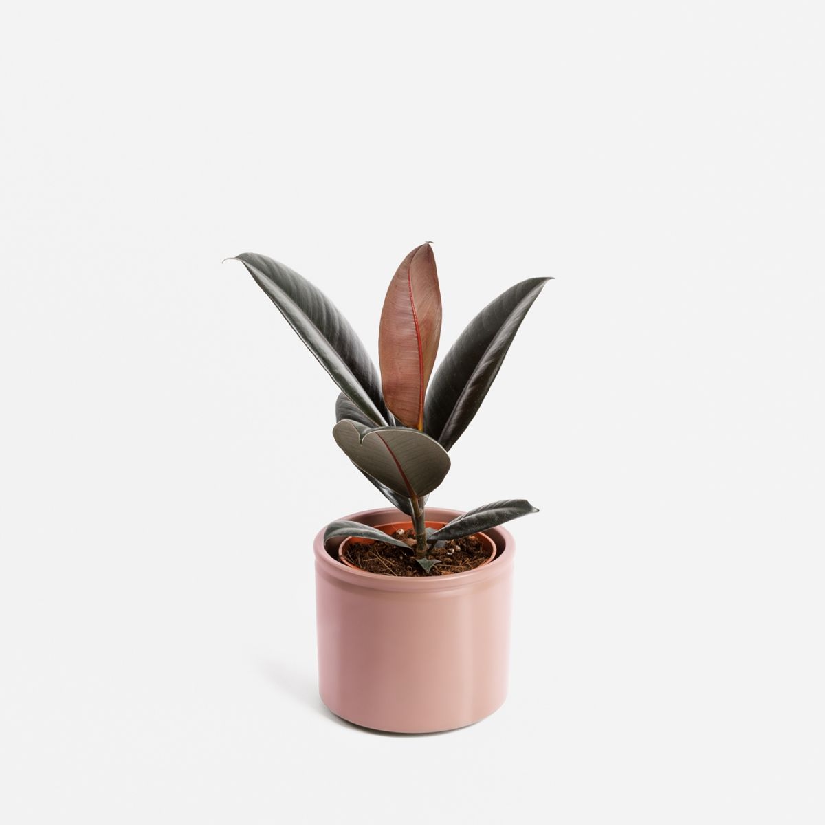 Gala - Fico del Caucciù Media - Piante a domicilio - Colvin