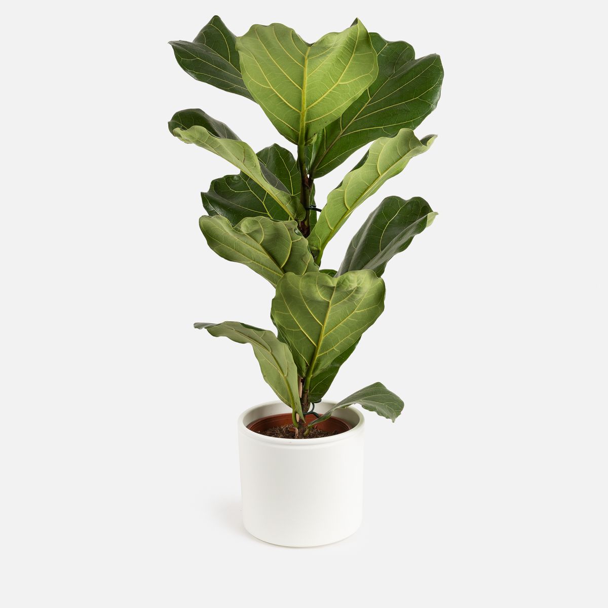 Lua - Ficus Lyrata Grande - Piante a domicilio - Colvin