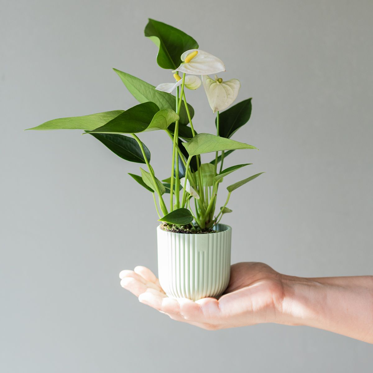 Mini Anthurium Blanco - 0