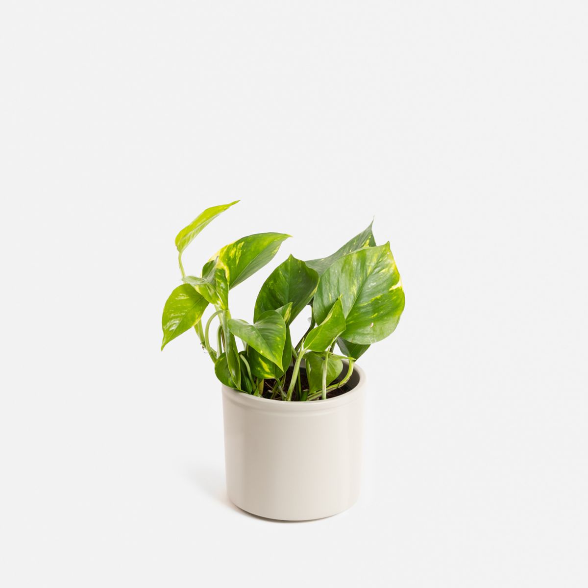 Otto - Potos Piccola - Piante a domicilio - Colvin