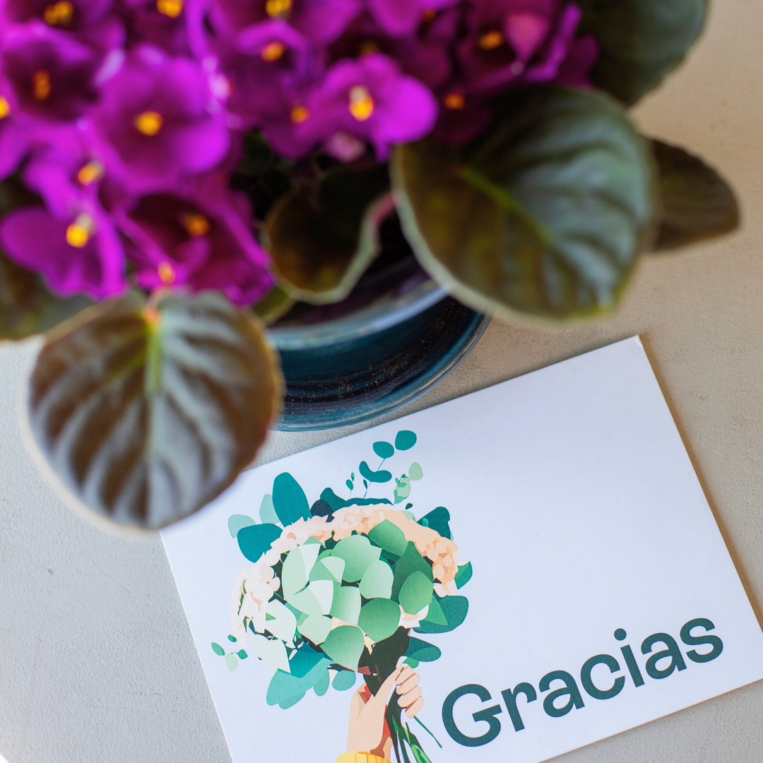 Pack Gracias: Saintpaulia con Maceta y Tarjeta