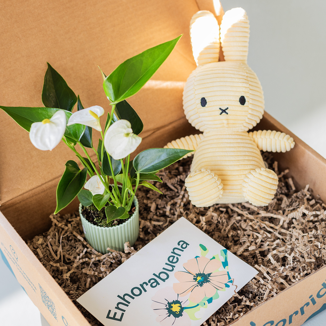 Pack Mini Anthurium Blanco, Miffy Amarillo y Tarjeta