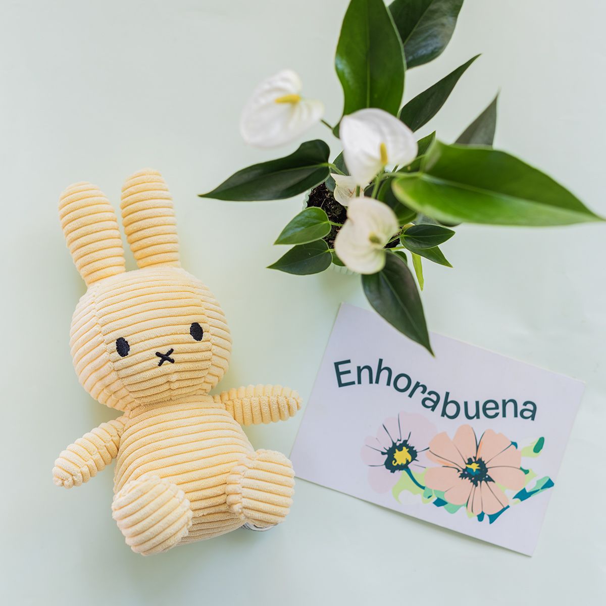 Pack Mini Anthurium Blanco, Miffy Amarillo y Tarjeta