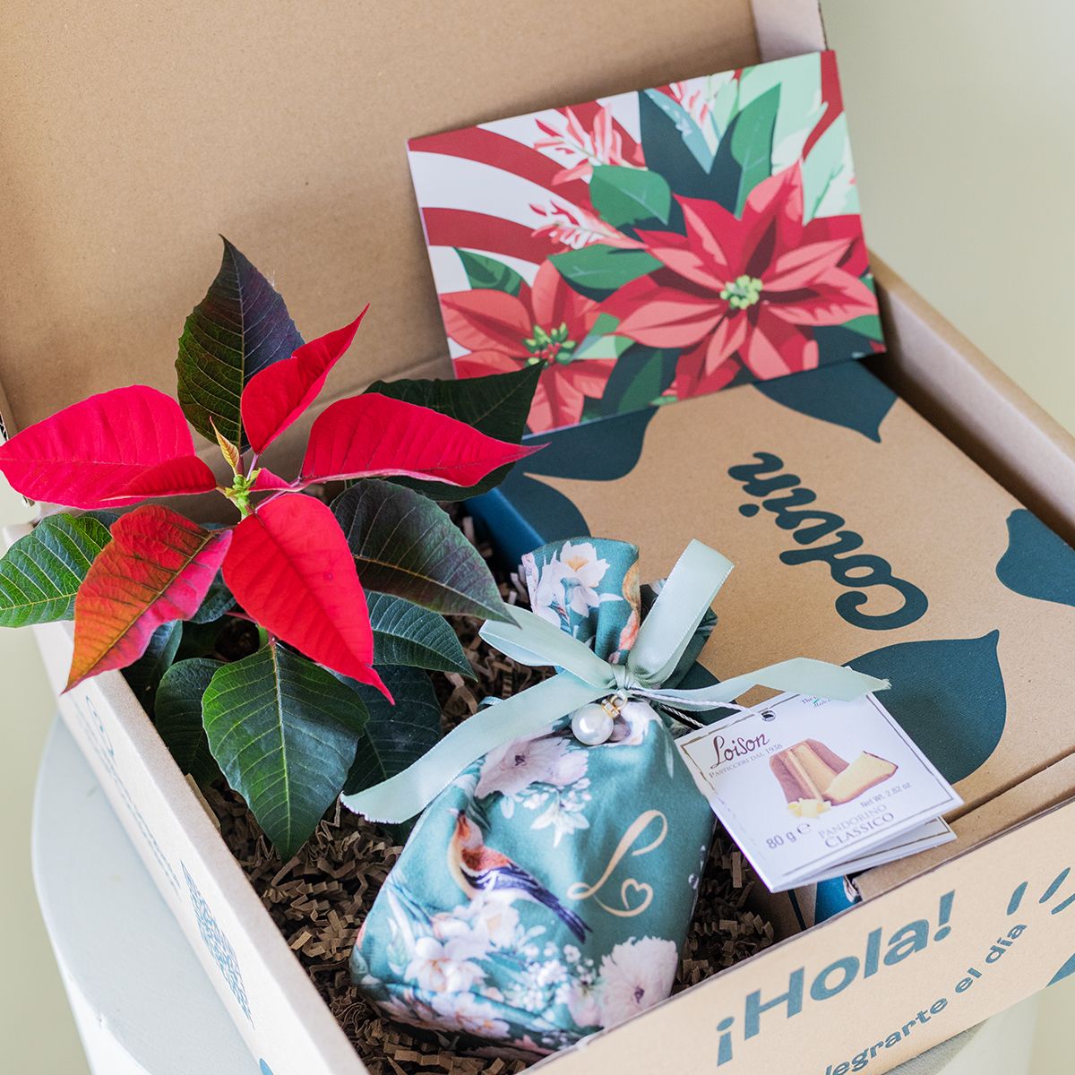 Pack Navidad: Mini Poinsettia con Pandorino y Tarjeta