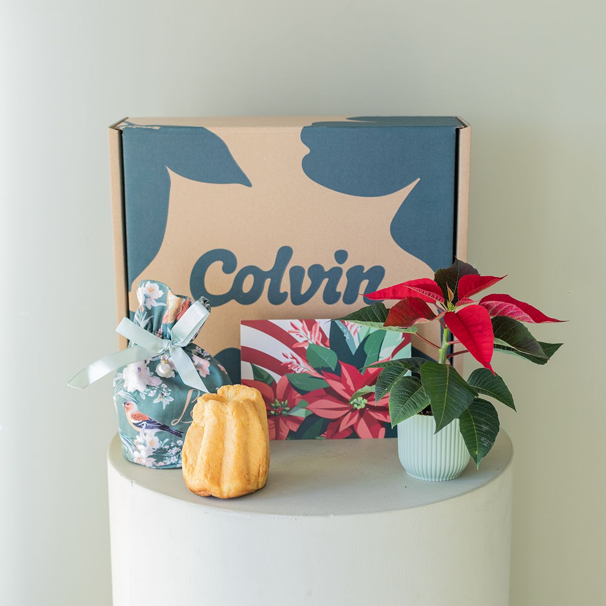 Pack Navidad: Mini Poinsettia con Pandorino y Tarjeta