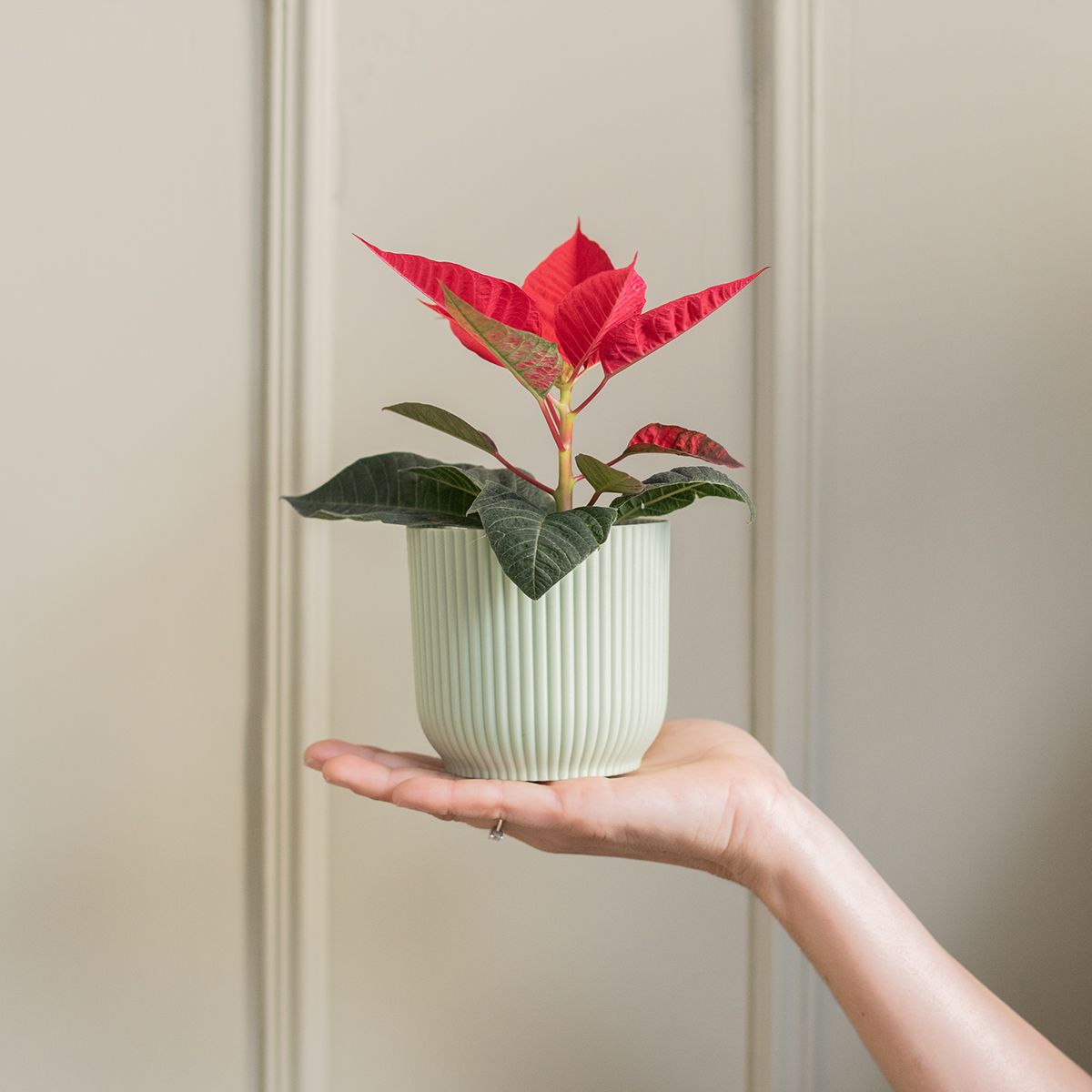 Pack Navidad: Mini Poinsettia y Floripedia 