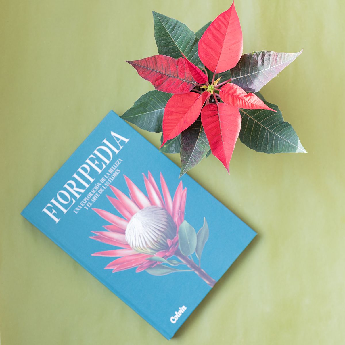 Pack Navidad: Mini Poinsettia y Floripedia 
