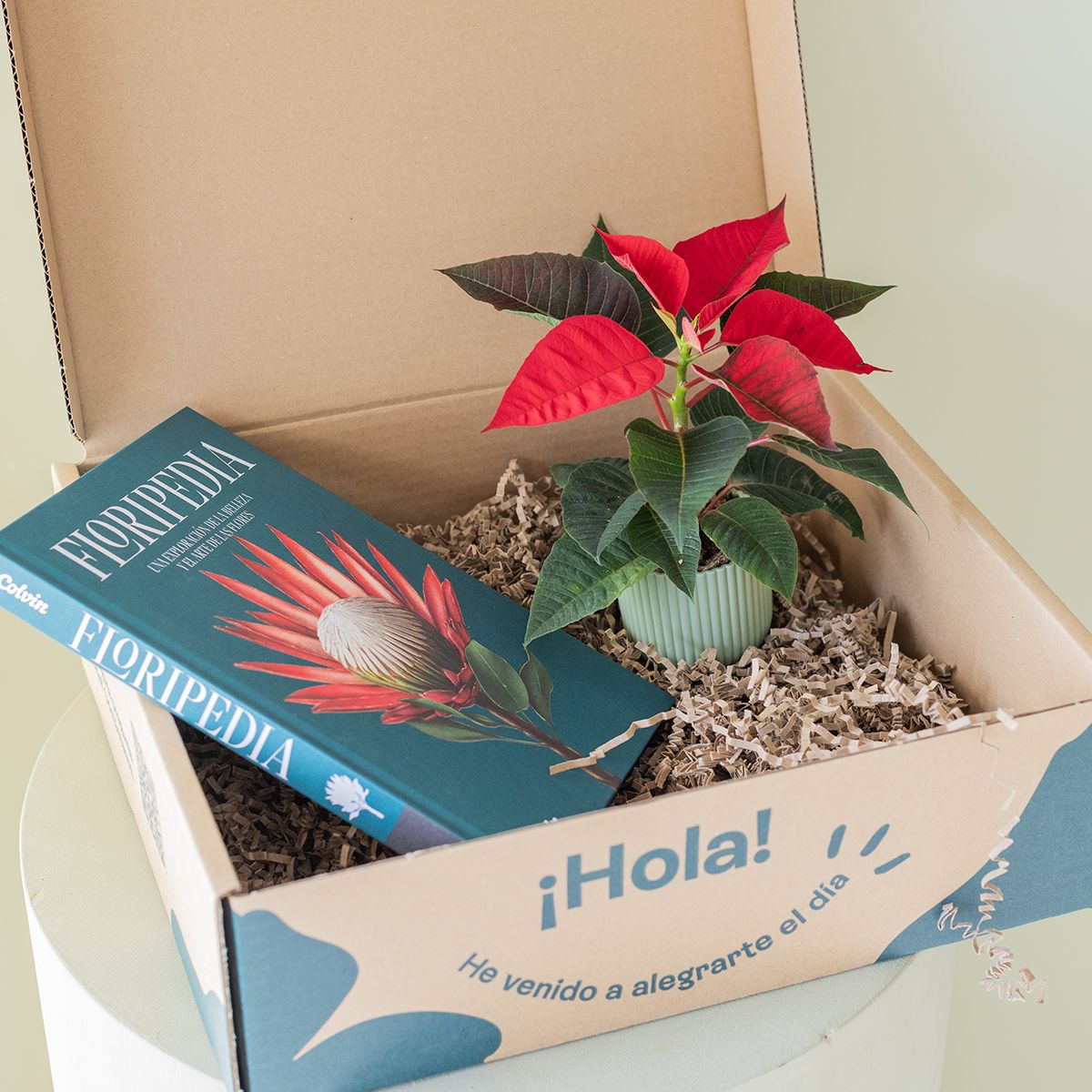 Pack Navidad: Mini Poinsettia y Floripedia 