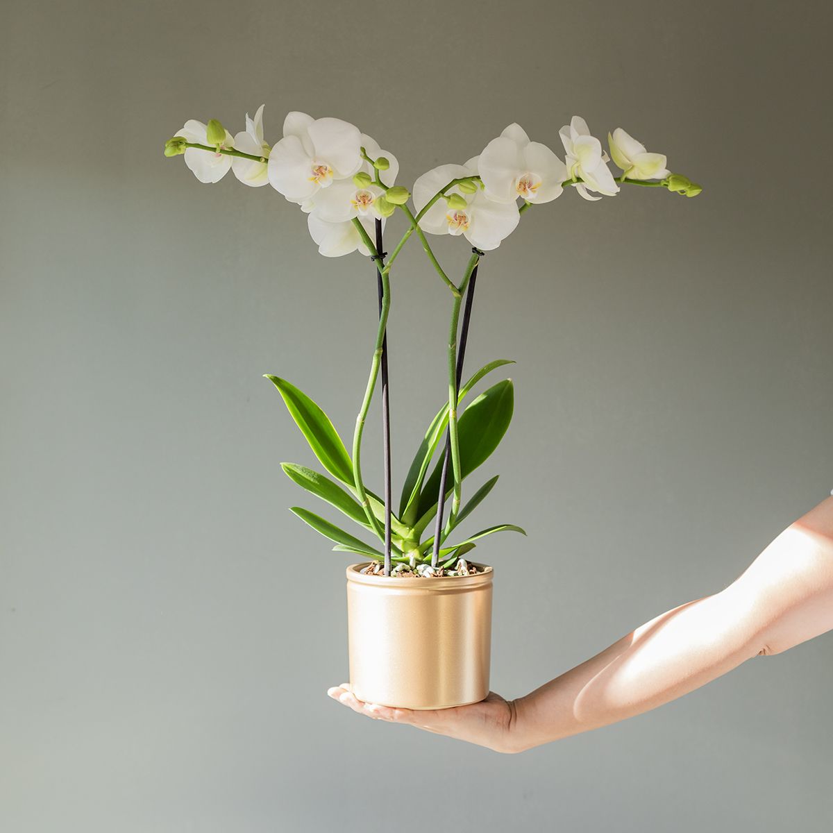 Pack Navidad: Orquídea Blanca con Maceta, Panettoncino y Tarjeta