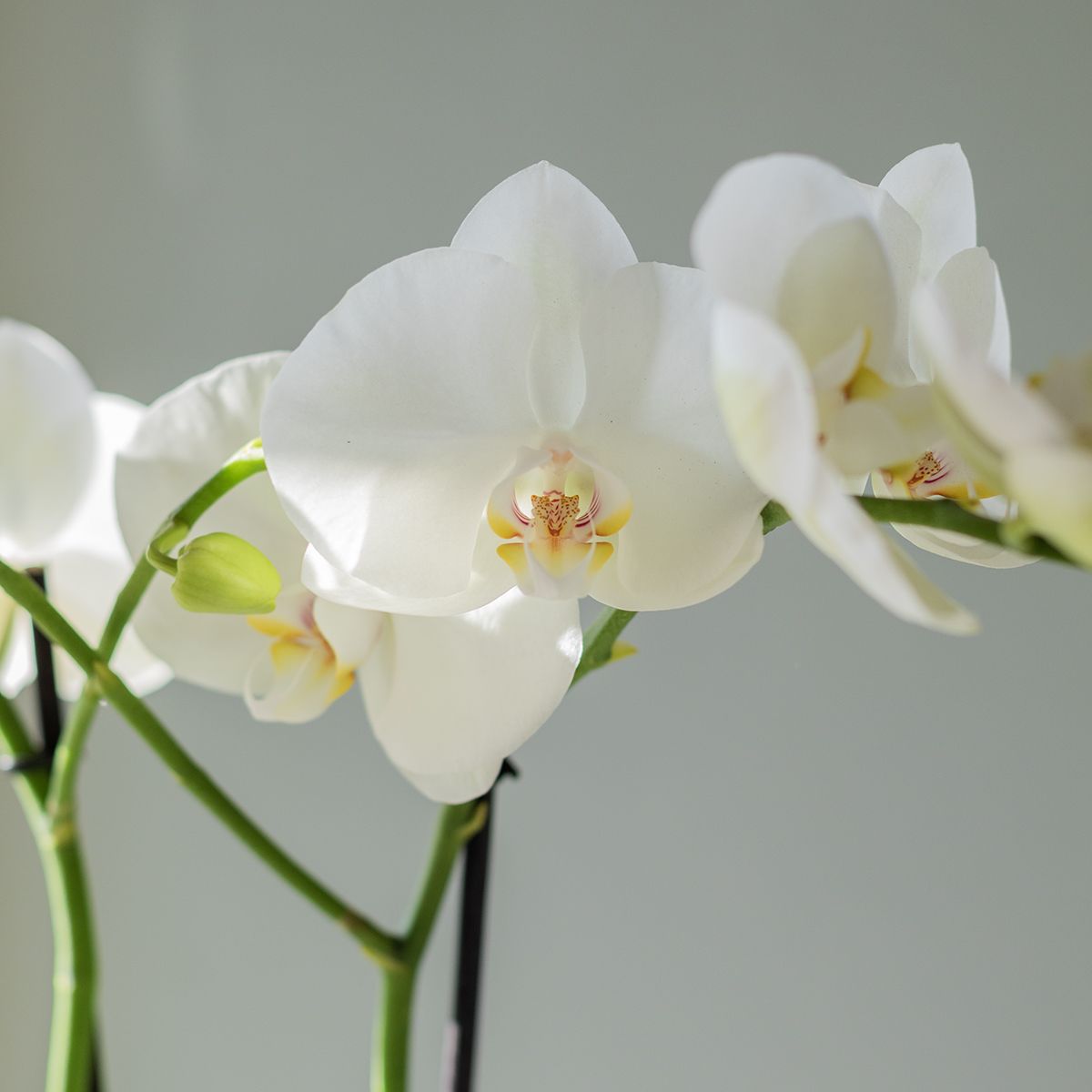 Pack Navidad: Orquídea Blanca con Maceta, Panettoncino y Tarjeta