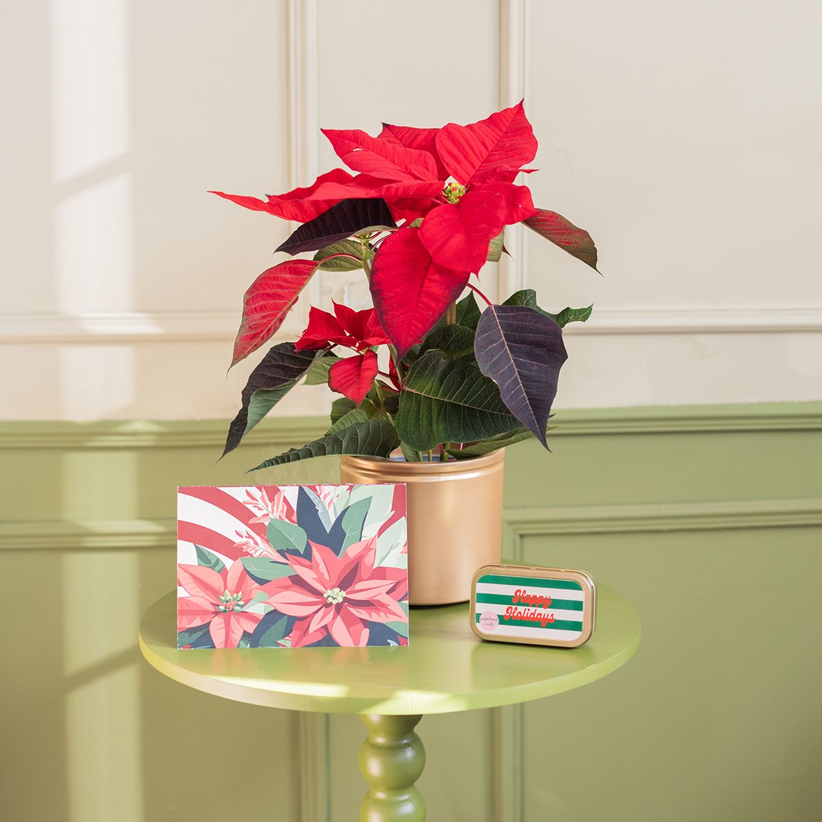 Pack Navidad: Poinsettia con Maceta, Vela y Tarjeta