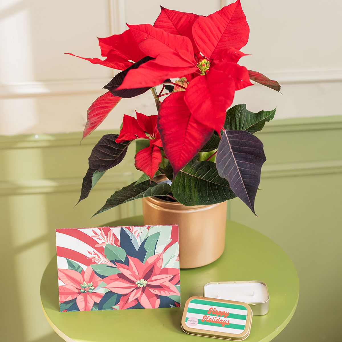 Pack Navidad: Poinsettia con Maceta, Vela y Tarjeta