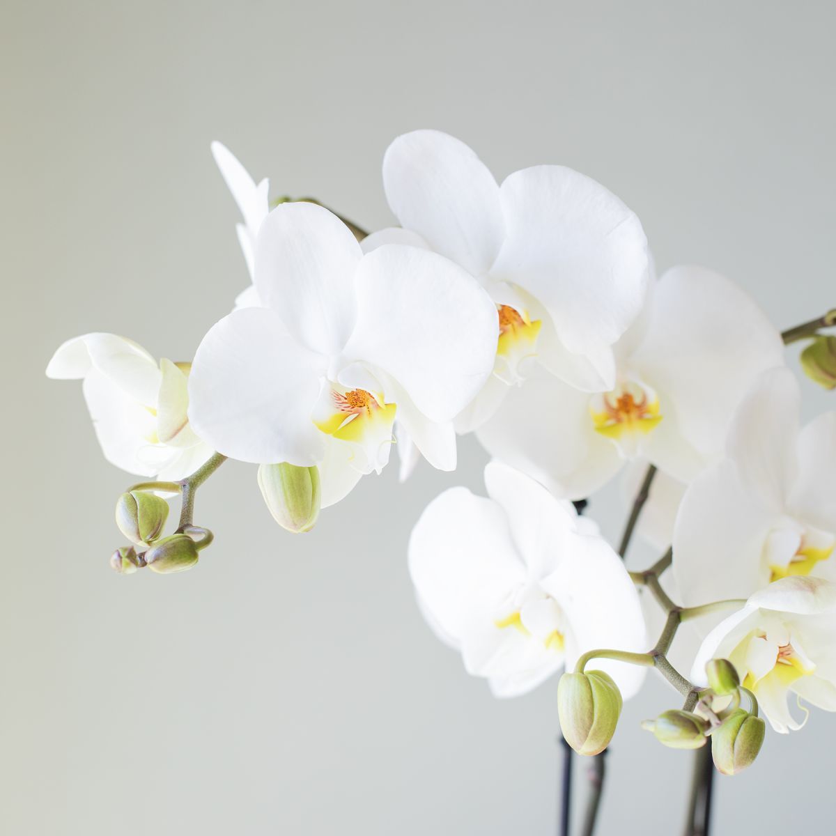 Pack Orquídea Blanca, Envoltorio y Tarjeta