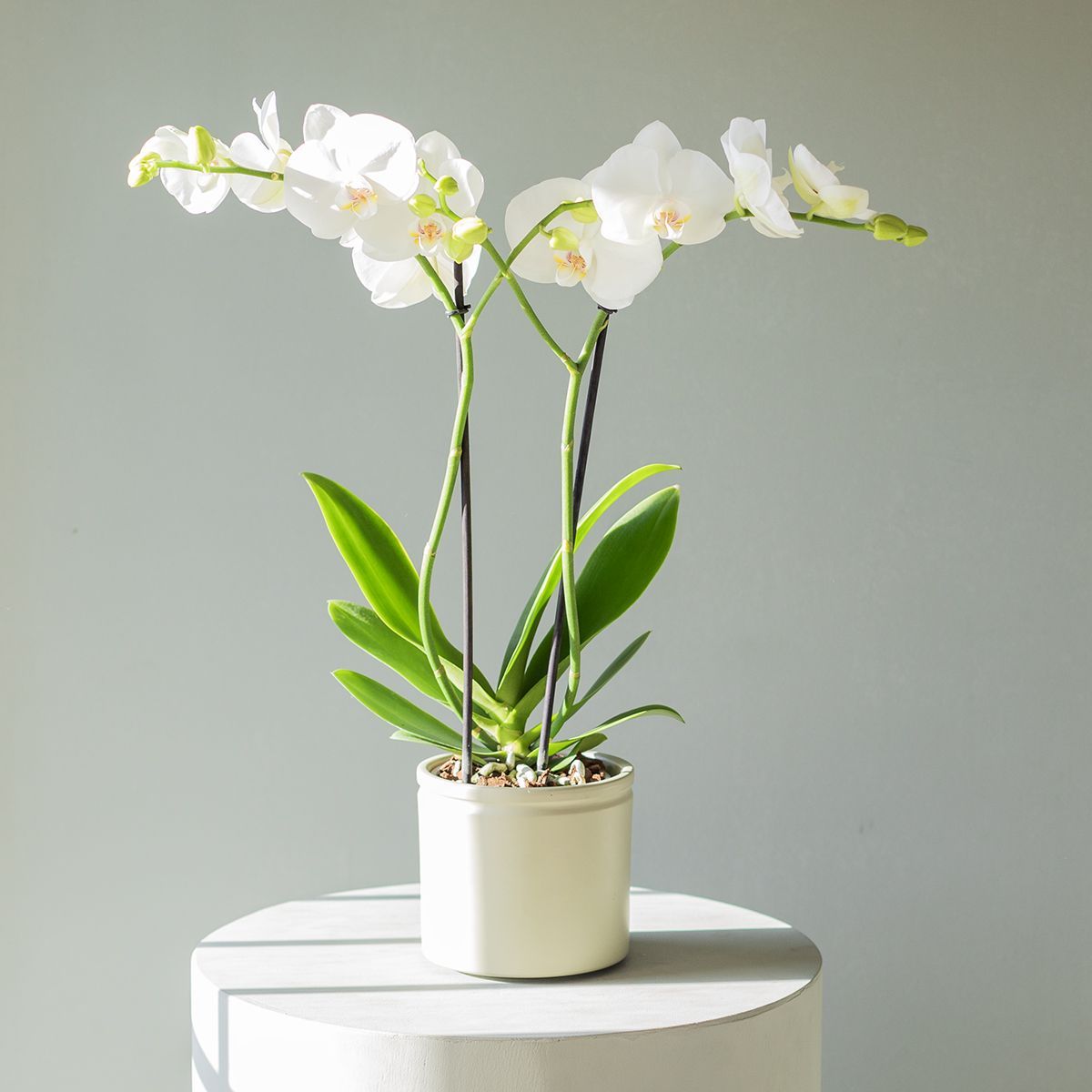 Pack Orquídea Blanca, Envoltorio y Tarjeta