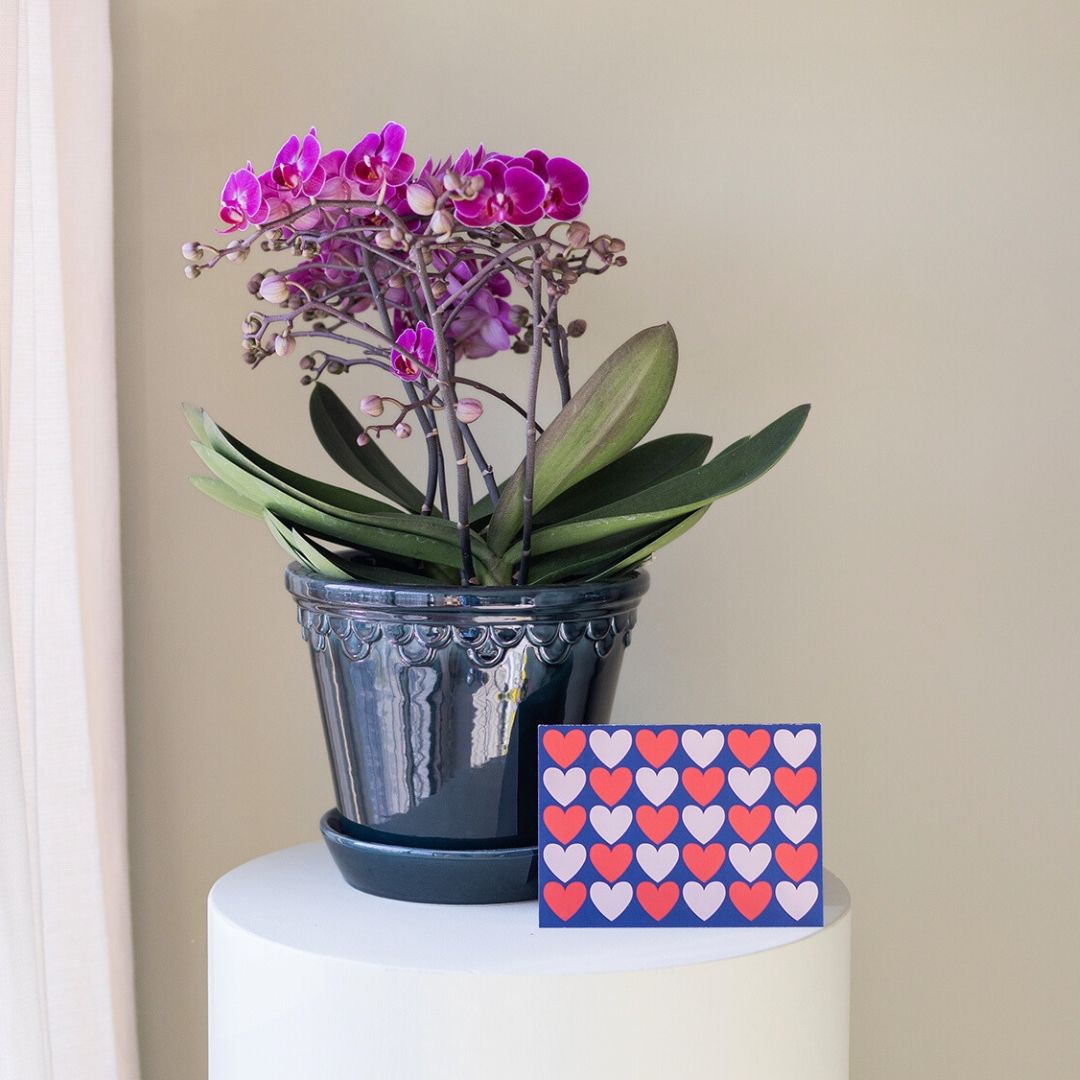 Pack Anthurium Rojo con Envoltorio y Tarjeta copy