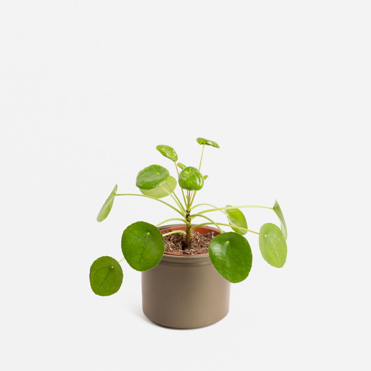 Penélope - Pianta dei soldi media - Piante a domicilio - Colvin