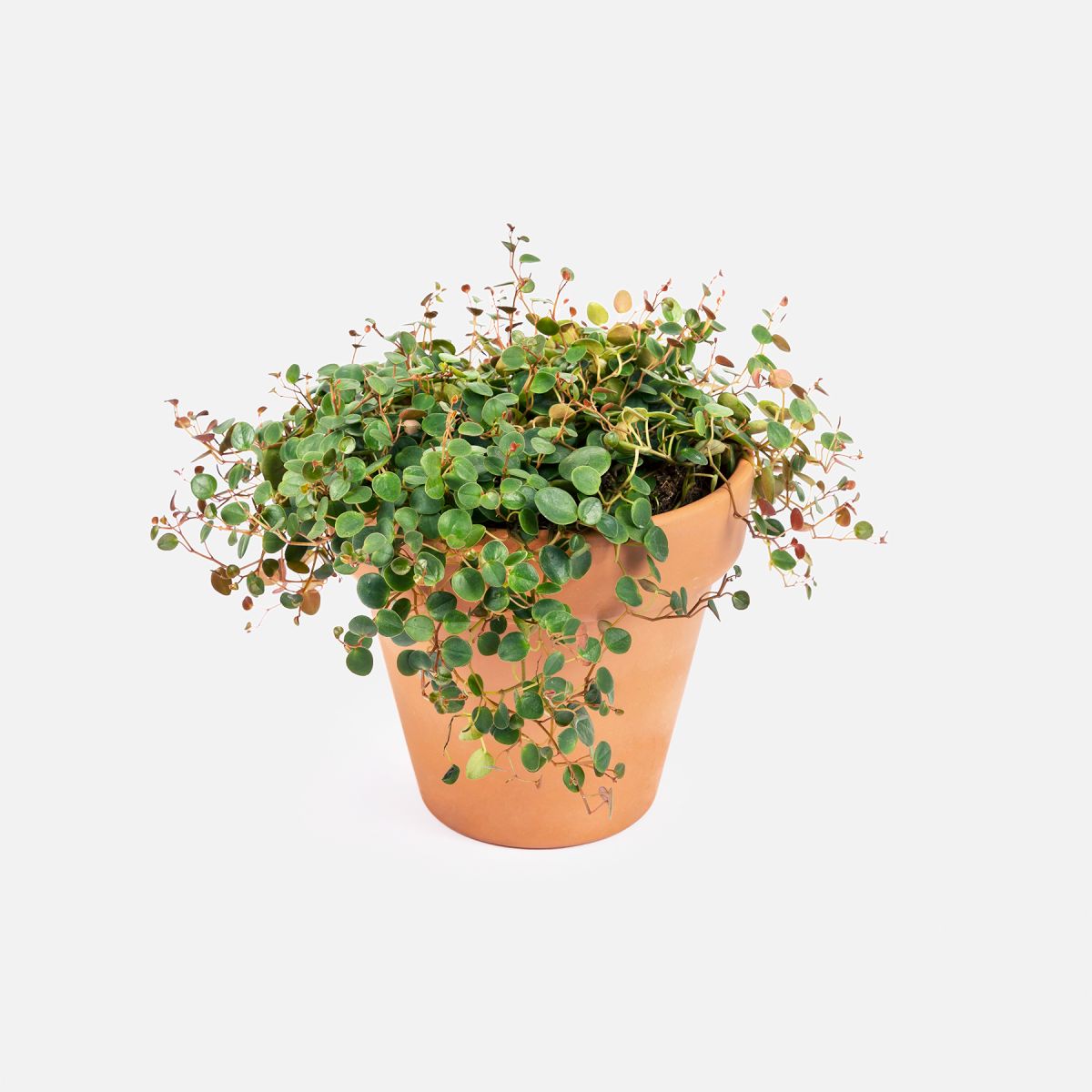 Pepe - Ombelico del Mondo - Piante a domicilio - Colvin