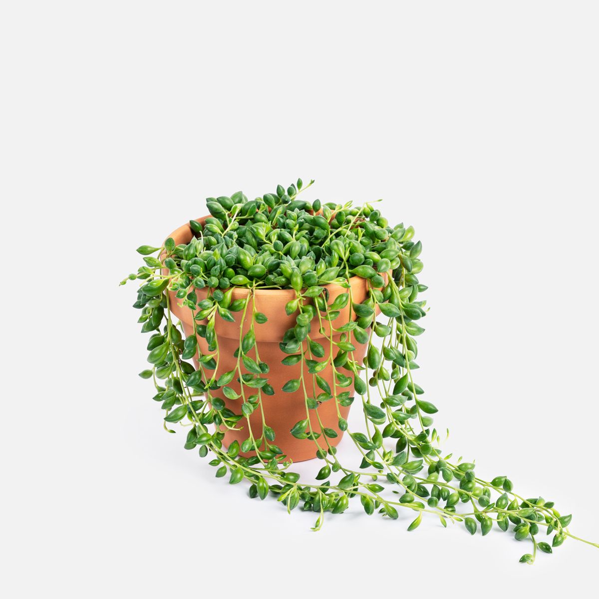 Samy - Senecio Herreianus - Piante a domicilio - Colvin