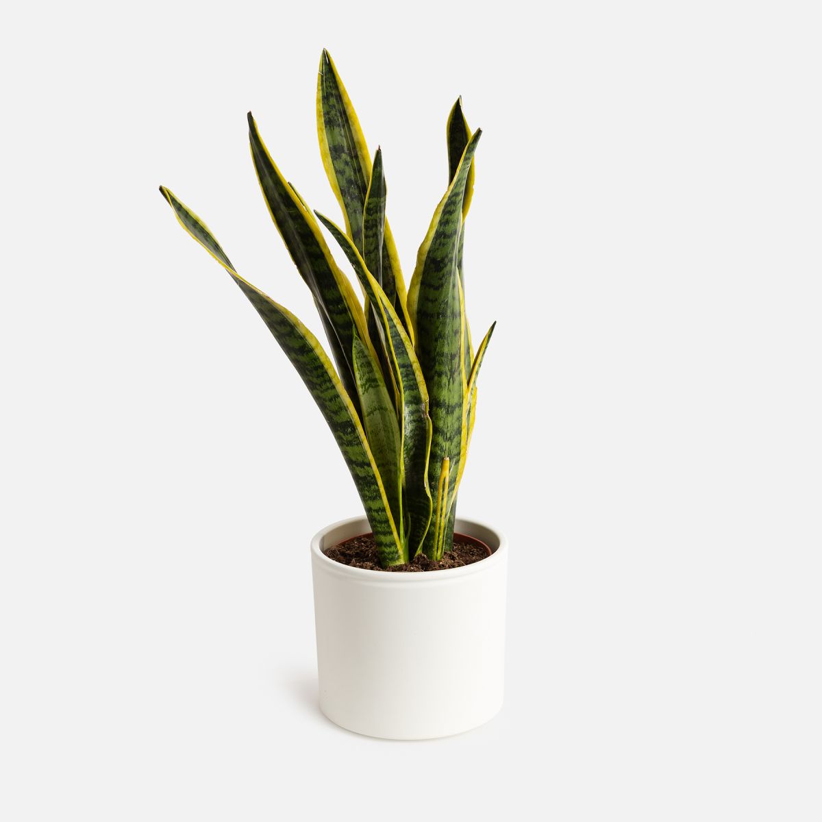 Savannah - Sansevieria Grande - Piante a domicilio - Colvin