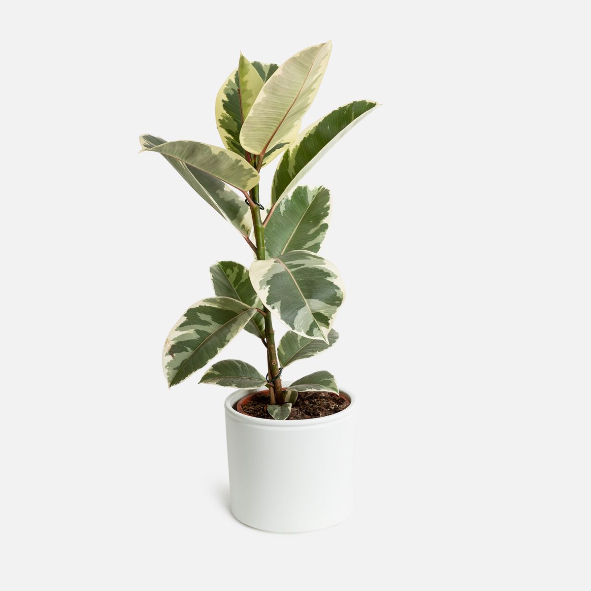Tessa - Ficus Elastica Tineke Grande - Piante a domicilio - Colvin