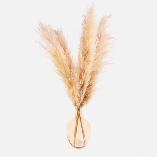 Africa - Pampas - Fiori a domicilio - Colvin