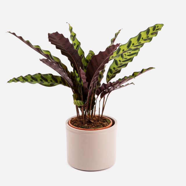 Amelie - Calathea Lancifolia - Piante a domicilio - Colvin