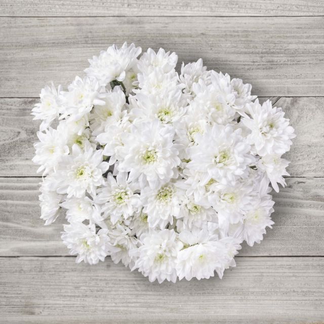 Baltica White - 0