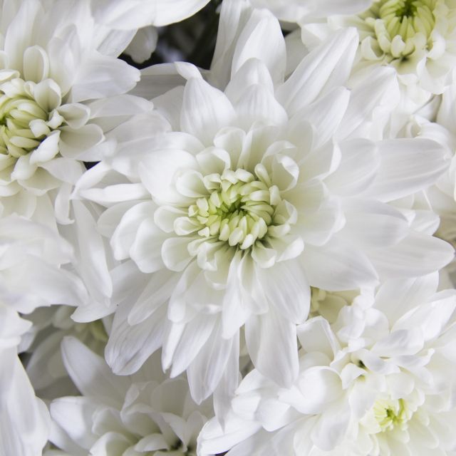 Baltica White - 1