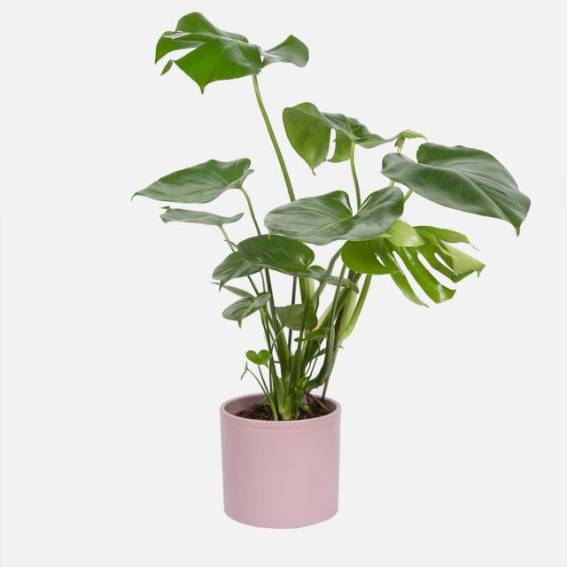 Big Miranda - Monstera Deliciosa - Costola d'Adamo - Piante a domicilio - Colvin