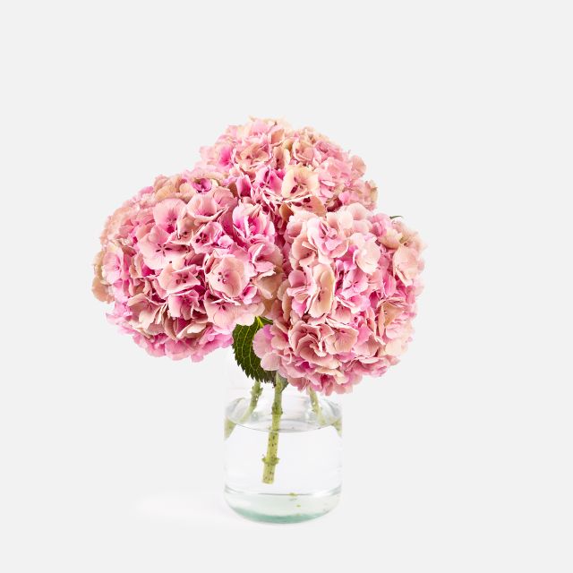 Bubble Pink - Bouquet di Ortensie Rosa Pastello - Fiori a domicilio - Colvin
