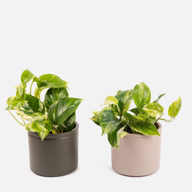 Emma & Anne Duo - Pothos Marble Queen e Pothos Perlato - Piante a domicilio - Colvin