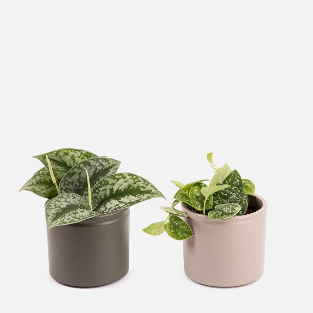 Eric & Stella Duo - Pothos Plateado e Pothos de Seda - Piante a domicilio - Colvin