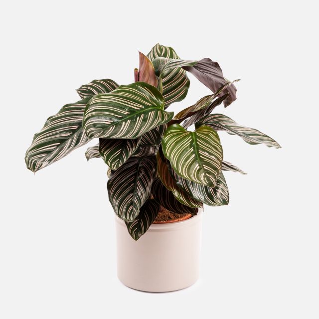Lara - Calathea Ornata - Calathea de Raya de Alfiler - Piante a domicilio - Colvin