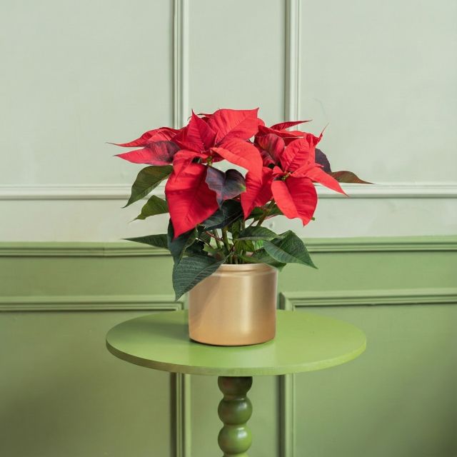 Flor de Pascua S con maceta - Origen Local