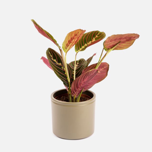 Little Mercury - Maranta Leuconeura - Piante a domicilio - Colvin