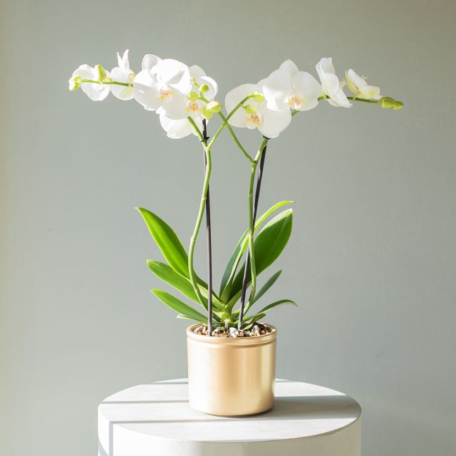 Orquídea Blanca con Maceta