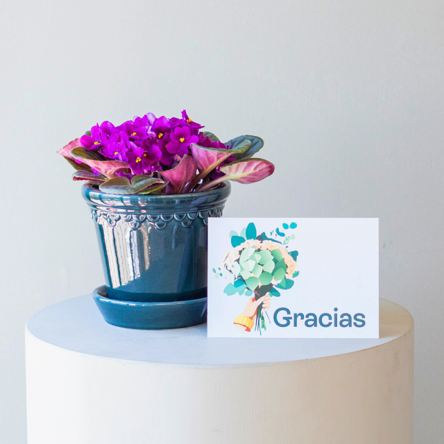 Pack Gracias: Saintpaulia con Maceta y Tarjeta