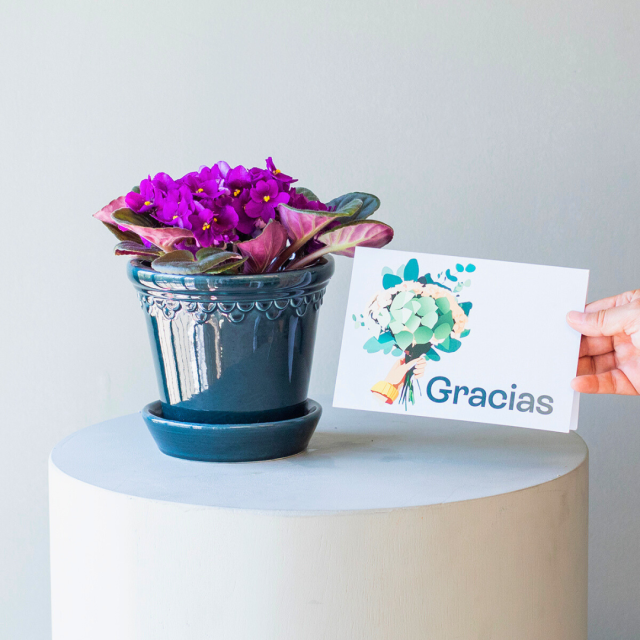 Pack Gracias: Saintpaulia con Maceta y Tarjeta